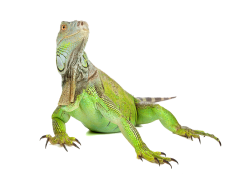 Iguana, Green, Habitat, Exotic, Reptile PNG