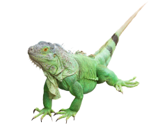 Iguana, Habitat, Wildlife, Reptile, Tropical PNG