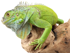 Iguana, Reptile, Green, Habitat, Lizard PNG