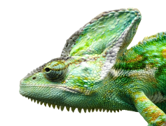 Iguana, Reptile, Habitat, Tropical, Exotic PNG