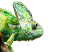 Iguana, Tropical, Reptile, Wildlife, Exotic PNG