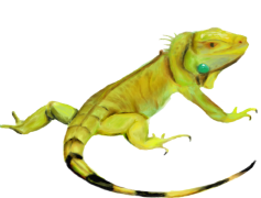 Iguana, Tropical, Wildlife, Exotic, Green PNG