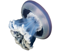 Jellyfish, Invertebrate, Marine, Aquatic, Ocean PNG