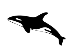 Killer Whale, Apex Predator, Marine Mammal, Intelligence, Orca PNG