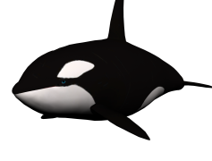 Killer Whale, Cetacean, Marine Mammal, Endangered Species, Apex Predator PNG