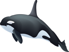 Killer Whale, Intelligent Species, Endangered Population, Whale Communication, Ocean Predator PNG