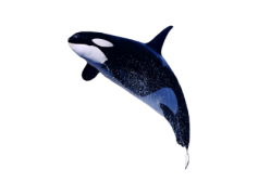 Killer Whale, Marine Mammal, Endangered Species, Apex Predator, Intelligence PNG
