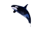 Killer Whale, Marine Mammal, Endangered Species, Apex Predator, Intelligence PNG