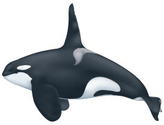 Killer Whale, Marine Mammal, Social Animal, Ocean, Conservation PNG
