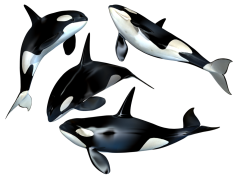 Killer Whale, Marine, Mammal, Social, Intelligence PNG