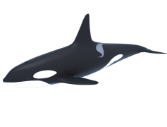 Killer Whale, Oceanic Habitat, Apex Predator, Marine Mammal, Social Behavior PNG