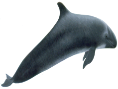 Killer Whale, Predator, Marine, Dolphin, Social PNG