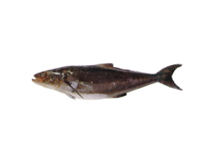 Kingfish, Cooking, Fresh, Ocean, Fish PNG