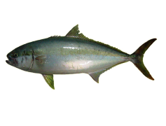 Kingfish, Freshwater, Sustainable, Nutrient, Fillet PNG