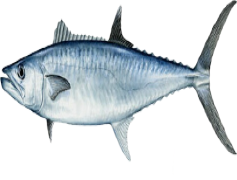 Kingfish, Seafood, Cuisine, Fish, Fishing PNG