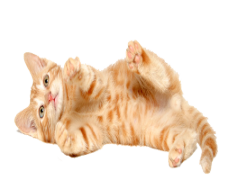 Kitten, Small, Cute, Adorable, Furry PNG
