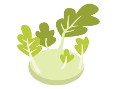 Kohlrabi, Cruciferous, Nutrient, Green, Root PNG