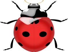 Ladybird Beetle, Pest Control, Insect, Nature, Pollinator PNG