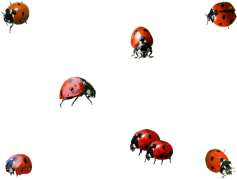 Ladybird Beetle, Predatory, Beneficial, Insect, Nature PNG