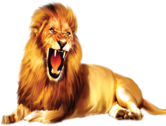 Lion, Pride, Majestic, Wild, Strength PNG
