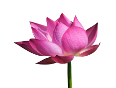 Lotus PNG File
