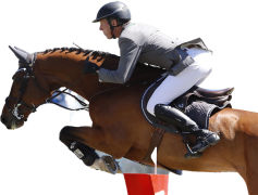 Ludger Beerbaum, Equestrian Champion, Horse Training, Competitive Sports, Show Jumping PNG