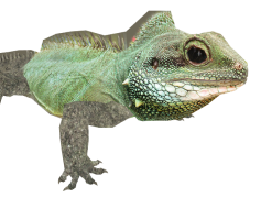 Madagascar Iguanids, Conservation Status, Endemic Reptiles, Biodiversity Hotspot, Unique Species PNG