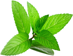 Mint Leaves, Fresh Herb, Detox Ingredient, Green Garnish, Culinary Use PNG