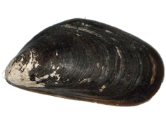 Mussels, Cuisine, Delicacy, Appetizer, Healthy PNG