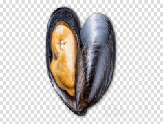 Mussels, Delicacy, Cuisine, Appetizer, Gourmet PNG