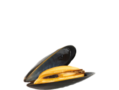 Mussels, Seafood, Shellfish, Ocean, Delicacy PNG