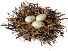 Natural Bird Nest, Eco-Friendly, Nesting Site, Avian Nesting, Natural Materials PNG