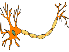 Neuron, Brain, Axon, Signal, Circuit PNG