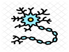 Neuron, Communication, Function, Neurotransmitter, Synapse PNG