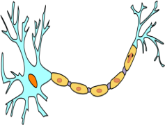 Neuron, Dendrite, Impulse, Axon, Synapse PNG