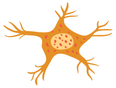 Neuron, Signal, Brain, Axon, Dendrite PNG