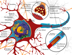 Neuron, Signal, Cell, Brain, Synapse PNG