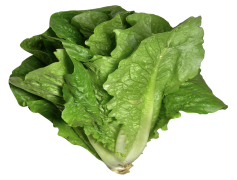 Organic Green Lettuce, Farm Fresh, Nutrient-Rich, Healthy Eating, Leafy Vegetables PNG