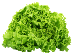 Organic Green Lettuce, Nutrient-Rich, Healthy Salad, Vegan Ingredient, Leafy Greens PNG