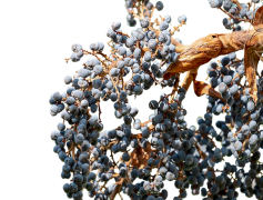 Palm Fruit, Nutrient Rich, Natural Sweetener, Exotic Flavor, Culinary Ingredient PNG