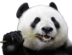 Panda, Cute, Bear, Endangered, Bamboo PNG