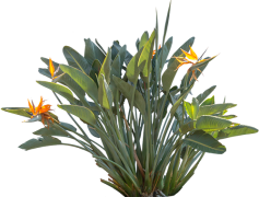 Paradise, Haven, Utopia, Serenity, Bliss PNG