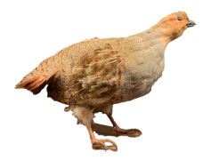Partridge, Bird, Habitat, Nature, Species PNG