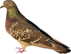 Partridge, Bird, Nature, Wildlife, Habitat PNG