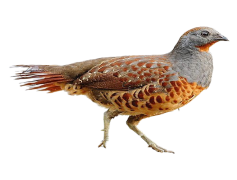 Partridge, Game, Wildlife, Fowl, Habitat PNG