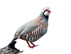 Partridge, Habitat, Species, Feathered, Wildlife PNG