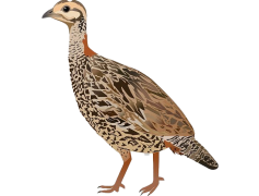 Partridge, Wildlife, Bird, Feathered, Avian PNG