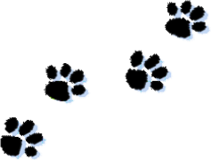 Paw Print, Furry Mark, Animal Tracks, Pet Footprint, Feline Trail PNG