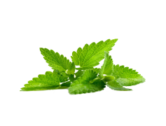 Peppermint, Fresh, Natural, Flavor, Culinary PNG