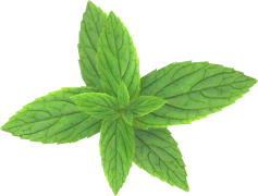 Peppermint, Freshness, Flavor, Tea, Aroma PNG